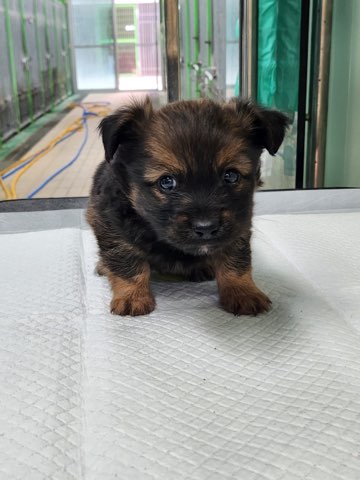 영주시 동물보호센터_447509202400318